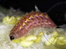 Каллимах_гусеница_V_4